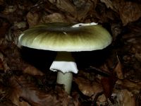 Grüner Knollenblätterpilz